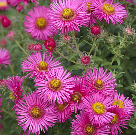 Астра кустовая 'Элис Хаслам' (розовая)