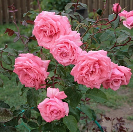 Роза 'Рамира' (плетистая) (розовая)