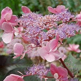 Гортензия шершавая 'Хот Шоколад'