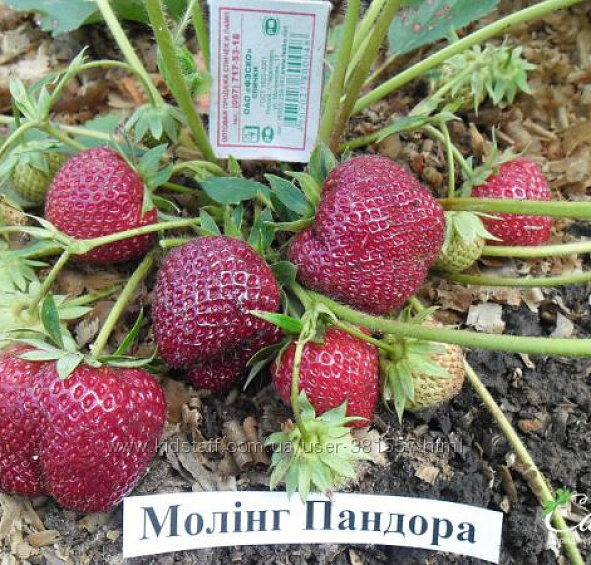 Земляника (клубника) 'Моллинг Пандора'