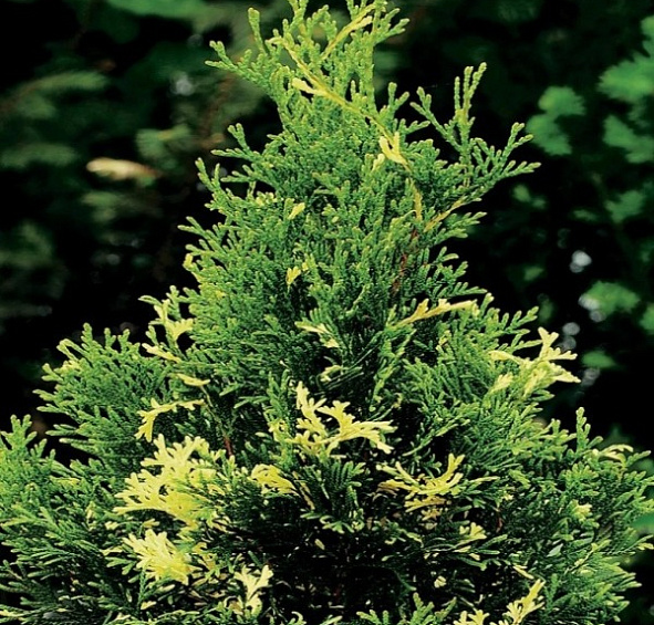 Туя западная 'Вайт Смарагд'