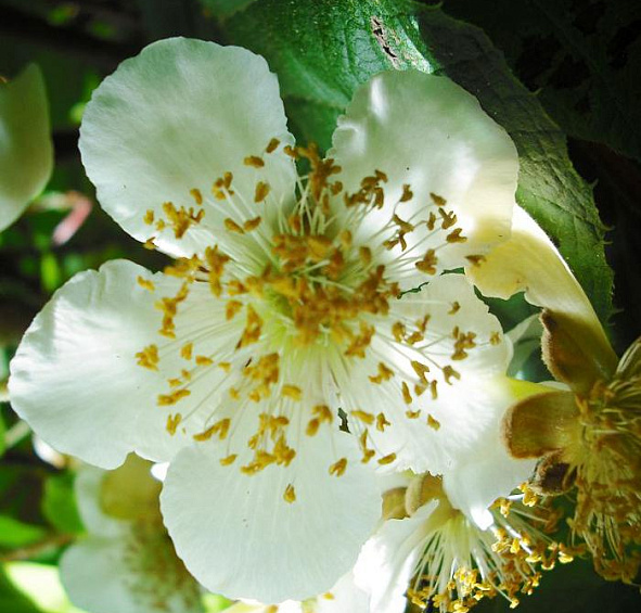 Актинидия Aргута 'Исаи'