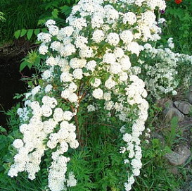 Спирея Тунберга