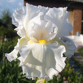 Ирис гибридный 'Бонус'