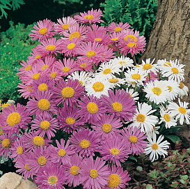 Астра альпийская 'Тримикс'