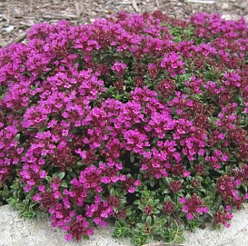 Тимьян (ползучий) ранний 'Крипин Рэд'