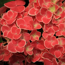 Гортензия крупнолистная красная