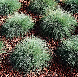 Овсяница валисская 'Бадди Блю' 