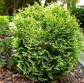 Туя западная 'Вотерфилд'