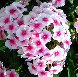 Флокс метельчатый 'Джулия'