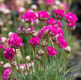 Армерия псевдоармерия 'Монин Стар' (розовая)