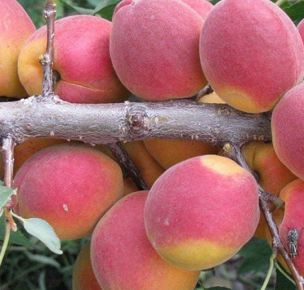 Абрикос 'Саровский'