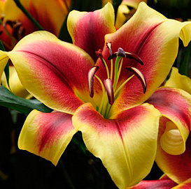 Лилия 'Флавия' (жёлто-красная)