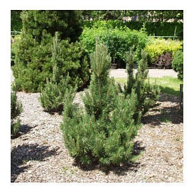 Сосна горная 'Риги'