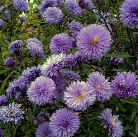 Астра новобельгийская 'Сара Баллард' (сине-сиреневые)