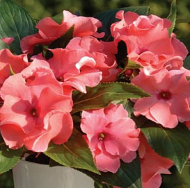 Бальзамин новогвинейский 'Рококо' (смесь)