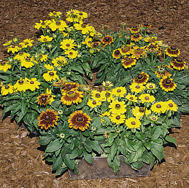 Рудбекия волосистая 'Тото Микс'