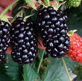 Ежевика 'Прайм Арк 45'