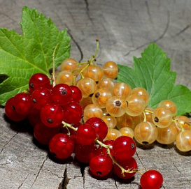 Смородина красная, белая 'Сюрприз' (двойная прививка)