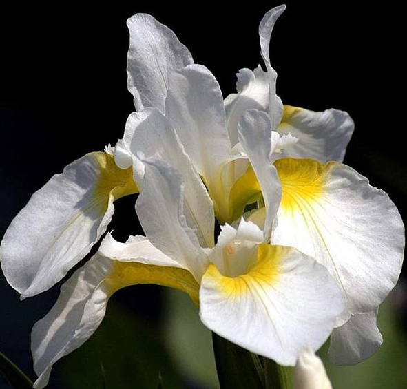 Ирис сибирский Сноу Куин (Snow Queen)
