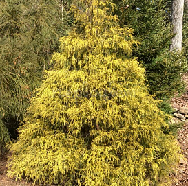Кипарисовик горохоплодный 'Полс Голд'