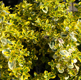 Бересклет Форчуна 'Эмеральд Голд'