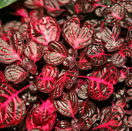 Ирезине Линдена