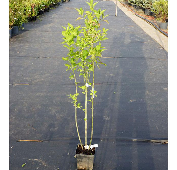 Бересклет европейский