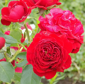 Роза 'Кронборг Кастл' (флорибунда) (темно-красные)