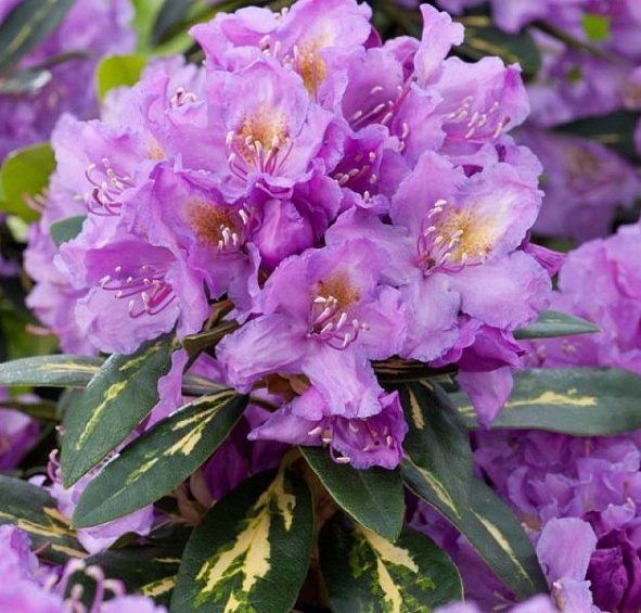 Рододендрон гибридный 'Голдфлиммер' (фиолетовый светлый)