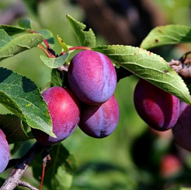 Слива 'Заречная ранняя'