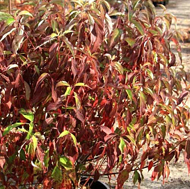 Дерен белый 'Ред Гном'