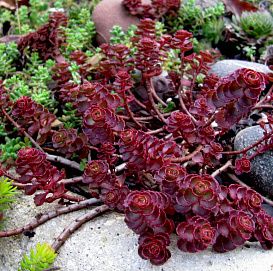 Седум ложный (Очиток) 'Вуду'