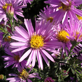 Астра кустовая 'Питер Пэн' (розовая)