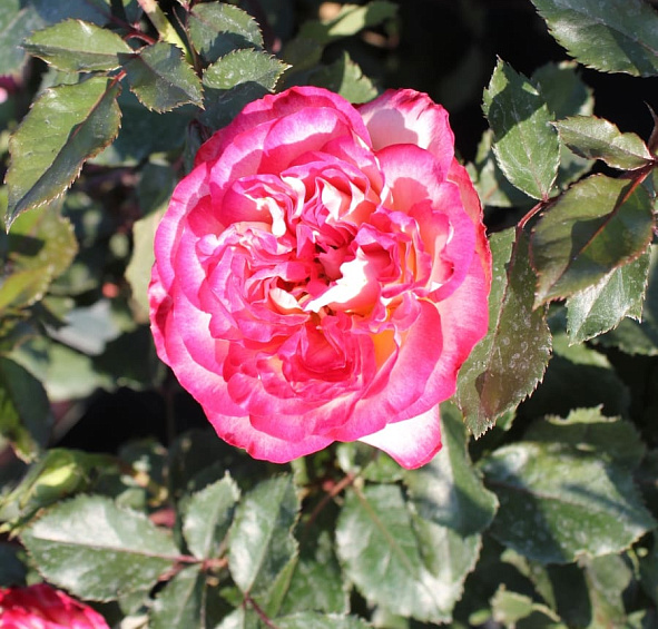 Роза 'Мауритус' (чайно-гибридная) (бело розовая)