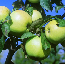 Яблоня домашняя 'Россиянка'