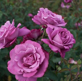 Роза 'Лила Вандер' (чайно-гибридная) (фиолетовая)