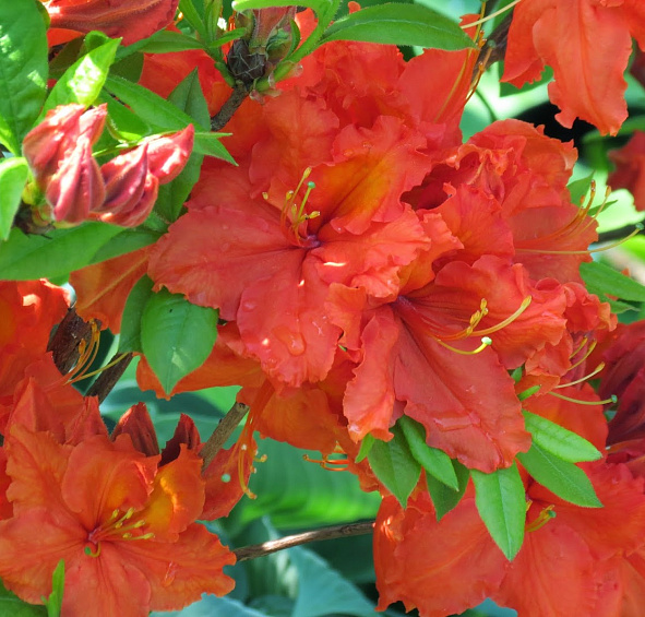 Рододендрон желтый (азалия) 'Фейерверк' (красный)