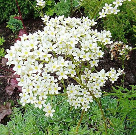 Камнеломка метельчатая