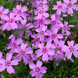 Флокс шиловидный 'Ронсдорфер Шёне'