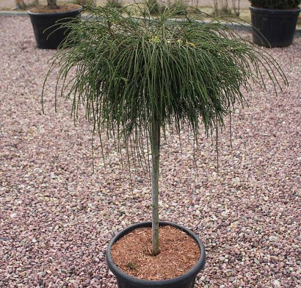 Туя складчатая 'Випкорд'