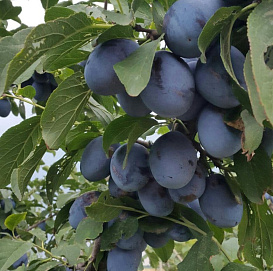 Слива 'Ненька'