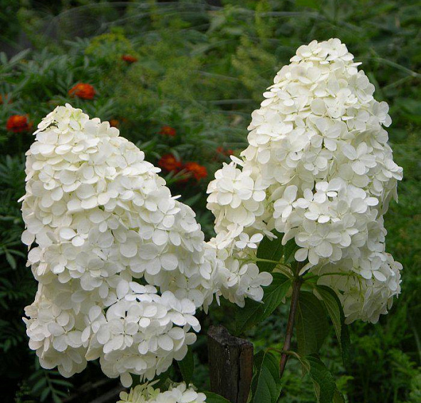 Гортензия метельчатая 'Меджикал Мунлайт'