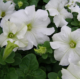 Петуния (сурфиния) гибридная 'Фалкон Уайт' (белая)