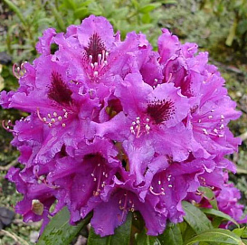 Рододендрон гибридный 'Азурро' (лиловый)