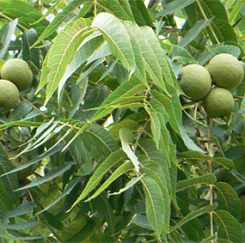 Орех грецкий