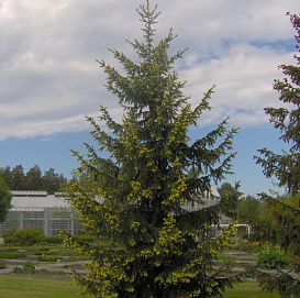 Ель колючая 'Ауреа'