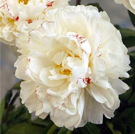 Пион молочноцветковый 'Буль де Неж' (белый с красными жилками)