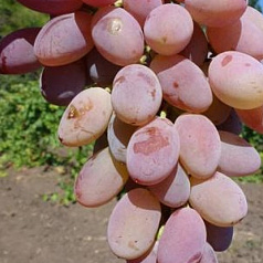 Виноград 'Юбилей Кострикина'