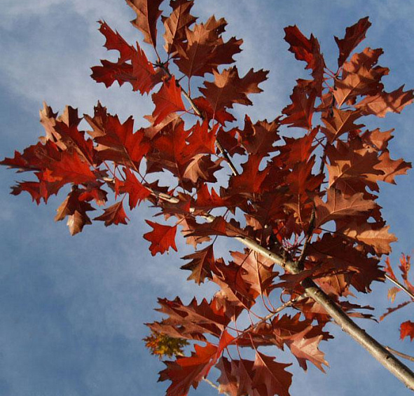 Дуб красный